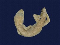 藏品(龜山壁虎)的圖片